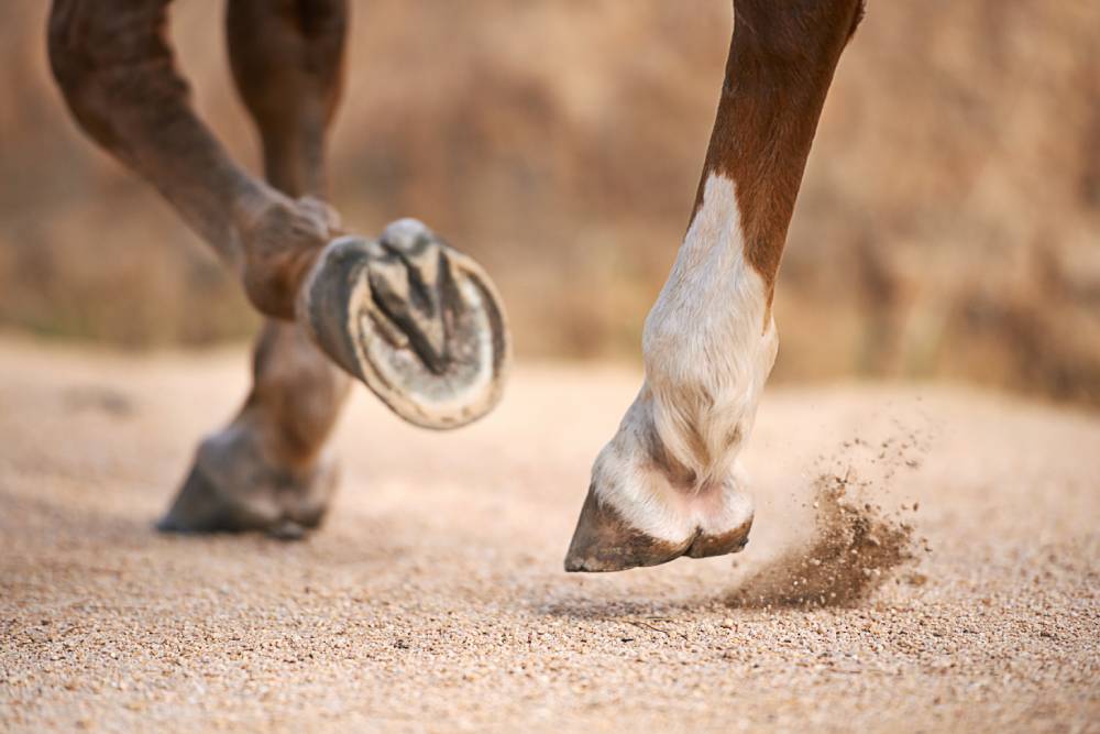 Horse Hoof Care Tips