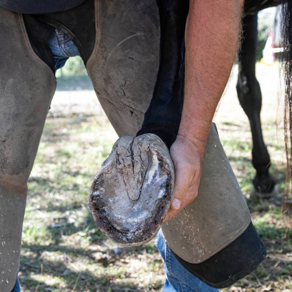 Hoof Care for the Australian Climate